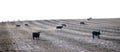 Herd of cows grazing in a fresh sparse plowed field, meadow or pasture with rows and lines in the dirt black and white sepia color