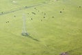 Herd Of Cows Grazing In Green Farmland With Electricty Pylon Hanging Above