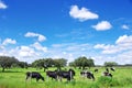 Herd of cows grazing, green field Royalty Free Stock Photo