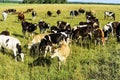 A herd of cows grazing on a green field on a bright sunny day Royalty Free Stock Photo