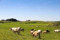 Herd of cows grazing in a green fresh pasture field with flowers in idyllic countryside cattle scene during Spring and Summer