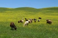 Herd of cows grazing on green meadow Royalty Free Stock Photo