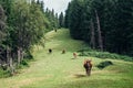 Herd of cows grazing on a green meadow in forest Royalty Free Stock Photo