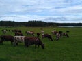 a herd of cows grazing on a green meadow Royalty Free Stock Photo