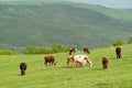 Herd of cows grazing in green meadow Royalty Free Stock Photo