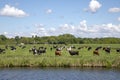 Herd of cows grazing on a meadow lower behind the dike of a canal in dutch landscape with trees at the horizon and a sky with Royalty Free Stock Photo