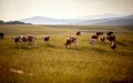 Herd of cows grazing in green meadow on a sunny day. Summertime landscape. Agriculture, grass-fed, organic concept Royalty Free Stock Photo