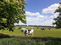 A herd of cows is grazing in a green meadow with trees and a blue sky in holland in springtime Royalty Free Stock Photo