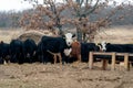 Herd of Cows grazing on hay on a Ranch in Oklahoma.