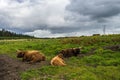 Herd of cows grazing in the highlands of Scotland Royalty Free Stock Photo