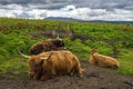 Herd of cows grazing in the highlands of Scotland Royalty Free Stock Photo