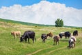 Herd of cows grazing on the hills. Beautiful, unique summer day