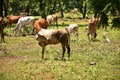 Herd of cows grazing on a jungle field. Royalty Free Stock Photo