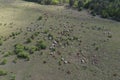 Herd of cows grazing in a large meadow. Aerial drone top down photo.