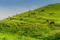 A herd of cows is grazing on a lush green pasture in the mountains of Armenia Royalty Free Stock Photo