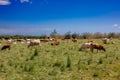 Herd of cows grazing in a meadow on the east island of Sicily