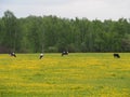 Variegated cows graze in the spring on the field of dandelion flowers Royalty Free Stock Photo