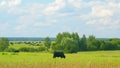 Herd Of Cows Grazing In Meadow. Cows On A Summer Pasture. Cows On Field. Long Pasture.