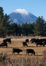 A herd of cows grazing and the Mount Doom / Ngauruhoe in the background in New Zealand Royalty Free Stock Photo