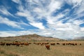 A herd of cows grazing in mountain fields Royalty Free Stock Photo