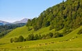 Herd of cows grazing on pasture Royalty Free Stock Photo