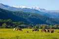 Herd of cows grazing Royalty Free Stock Photo