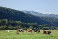 Herd of cows grazing Royalty Free Stock Photo