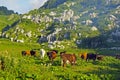Herd of cows grazing in the mountains Royalty Free Stock Photo
