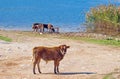 Herd of cows grazing near blue lake