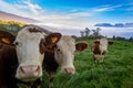 Herd of cows grazing on the pasture during daytime