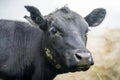 herd of Cows grazing on pasture in a field. regenerative angus cattle in a paddock Royalty Free Stock Photo