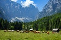 Herd of cows grazing on the pasture with high rocky mountains in the background Royalty Free Stock Photo