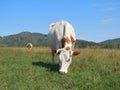 Herd of cows grazing in a pasture in the mountain Altai. Royalty Free Stock Photo