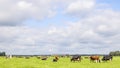 Herd cows grazing in the pasture, peaceful and sunny in Dutch landscape of flat land with a blue high sky and clouds Royalty Free Stock Photo