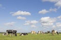 Herd cows grazing in the pasture, peaceful and sunny in Dutch landscape of flat land with a blue sky with clouds Royalty Free Stock Photo