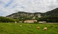 Herd of cows grazing on the pasture surrounded by high rocky mountains Royalty Free Stock Photo