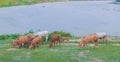 Herd of cows grazing peacefully in a meadow near the river Royalty Free Stock Photo