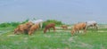 Herd of cows grazing peacefully in a meadow near the river Royalty Free Stock Photo