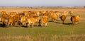 Herd of cows is grazing in the steppe of Hungary