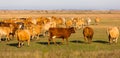 Herd of cows is grazing in the steppe of Hungary