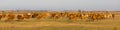 Herd of cows is grazing in the steppe of Hungary