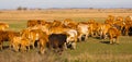 Herd of cows is grazing in the steppe of Hungary