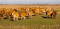 Herd of cows is grazing in the steppe of Hungary