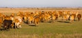 Herd of cows is grazing in the steppe of Hungary