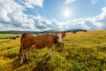 Herd of cows grazing on sunny field Royalty Free Stock Photo