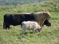 Herd of cows grazing on a vibrant green grassy field on a sunny day Royalty Free Stock Photo