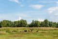 herd of cows grazing in the weedy meadow Royalty Free Stock Photo