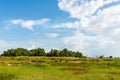 herd of cows grazing in the weedy meadow Royalty Free Stock Photo