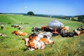 Herd of cows at green field. Agricultural concept Royalty Free Stock Photo
