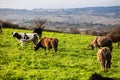 Herd of cows in green field Royalty Free Stock Photo